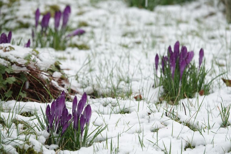 Krokussen in de sneeuw Beeld Koos Dijksterhuis