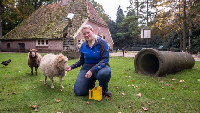 Twentse kinderboerderij slaat alarm: ‘Geef geen brood aan de dieren, een van de geiten ging dood’