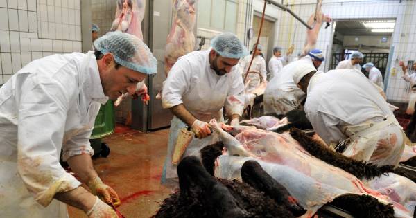 "Het hele jaar zie je ze niet en net in het belangrijkste weekend voor de slachterij kwamen ze controleren" Nou dan gingen jullie zeker voor massaslachting, snel, vies en met veel mishandeling. Sluit de tent maar. Gore vuilakken. .