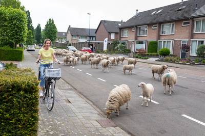 Veel geblaat, nog meer wol: kudde schapen trekt door Asten en Lierop