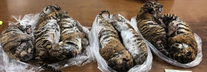 De zeven tijgertjes werd in de kofferbak van een auto aangetroffen.