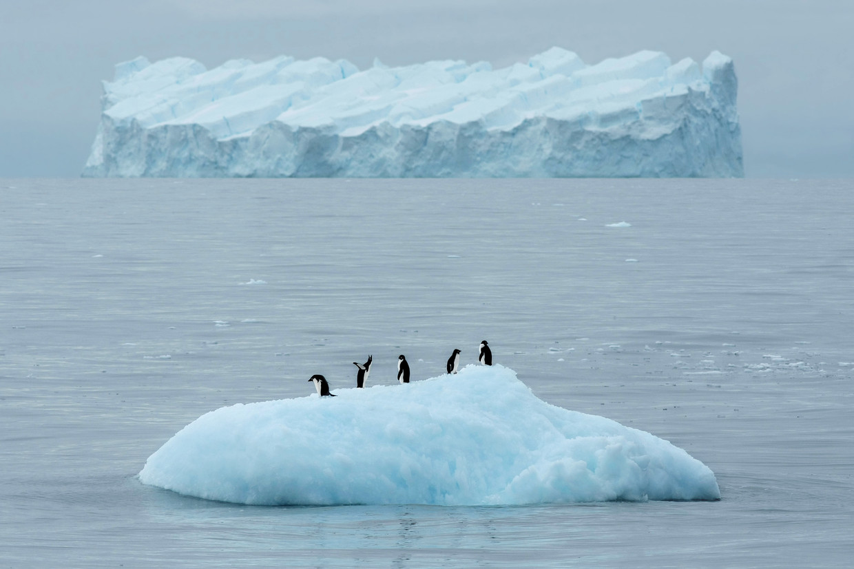 Pinguïns op een ijsschots op Antarctica.
