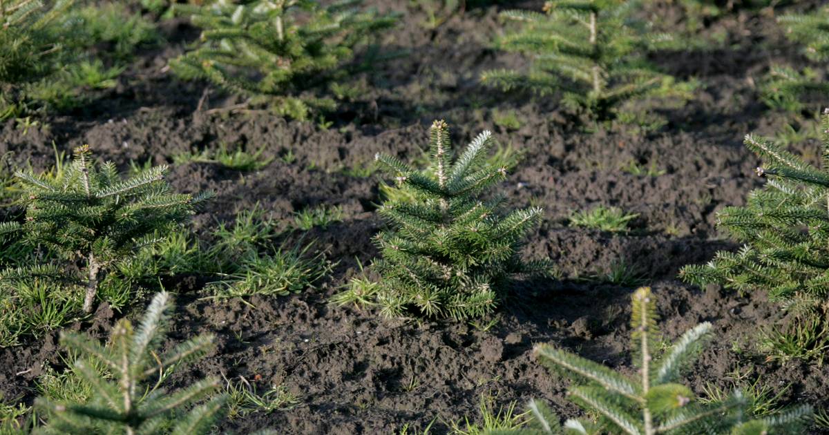 Veld met kerstbomen moet weg van gemeente Sluis, maar eigenaar wil uitstel