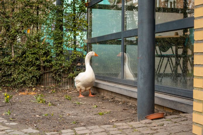 Ganzenkoppel Papenhofpark Herenigd Na Hondenaanval Heel Ontroerend Mechelen Hln Be