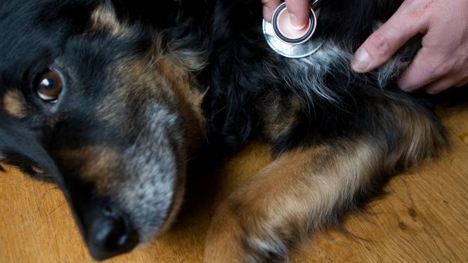 Bedreigde dierenartsen moesten kiezen uit twee honden in levensgevaar: ‘Uitzonderlijk en heel triest’