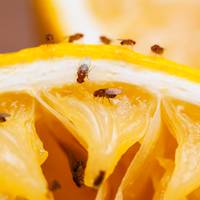 Hoogleraar: Ieder mens eet weleens fruitvliegjes op