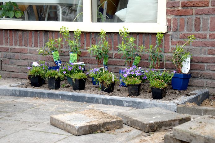 aankunnen voor eeuwig Somatische cel Elburg stimuleert klimaatvriendelijke tuin: gratis tegels afhalen en  korting op planten | Elburg | destentor.nl
