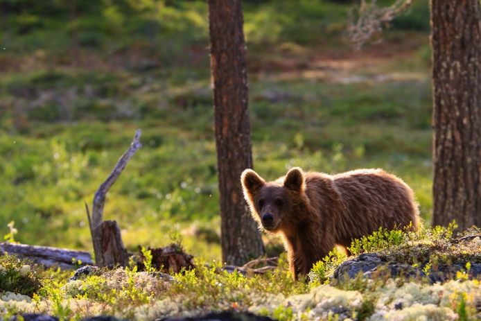 Beren kijken vanuit een veilige berenhut in Zweden.