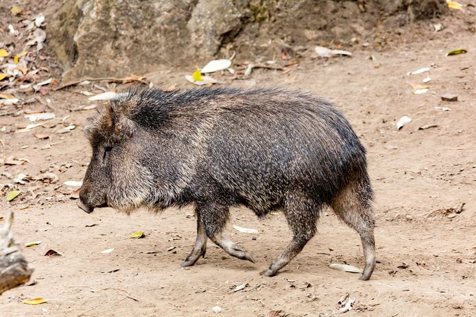 In 1971, scientists discovered that groups of Chacopicari still lived in the wild