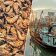 Belgische vissers mogen hun netten van de rechter niet uitgooien in beschermde Nederlandse natuur