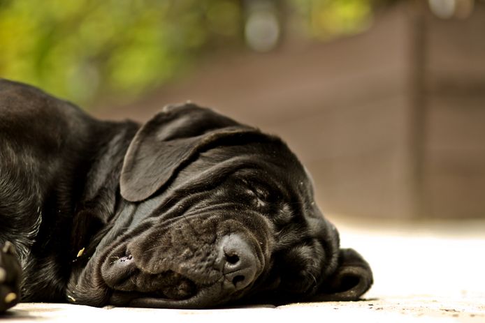 Foto ter illustratie, deze hond speelt geen rol in het verhaal.