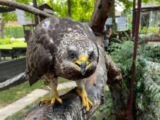 Bijzondere oproep: Vogelopvangcentrum zoekt darrenbroed