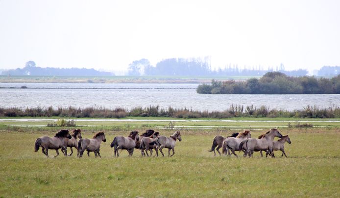 Dertien konikpaarden uit de Oostvaardersplassen zijn verhuisd naar de Krammerse Slikken bij Oude-Tonge