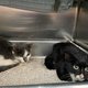 Jonge katten overleven zeereis van drie weken in container