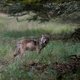 Schapenhouder: wolf doodde 21 schapen in twee dagen in Renkum