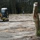 Eenzame boomstronk tekent oorlog om het bos