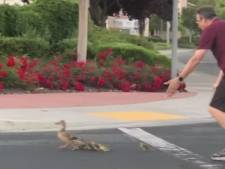 Un homme fauché par une voiture alors qu’il aidait une famille de canards à traverser la route
