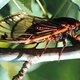 Miljarden cicaden komen na winterslaap van 17 jaar allemaal samen uit de grond aan Amerikaanse oostkust