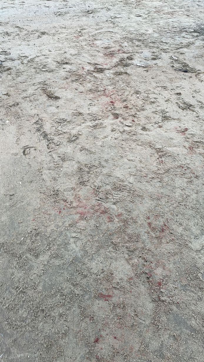 Jong zeehondje sterft na aanval door hond op het Koksijdse strand.