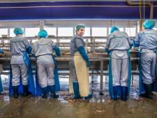 Iedere visfileerster heeft haar eigen mes dat is gaan staan naar haar manier van werken