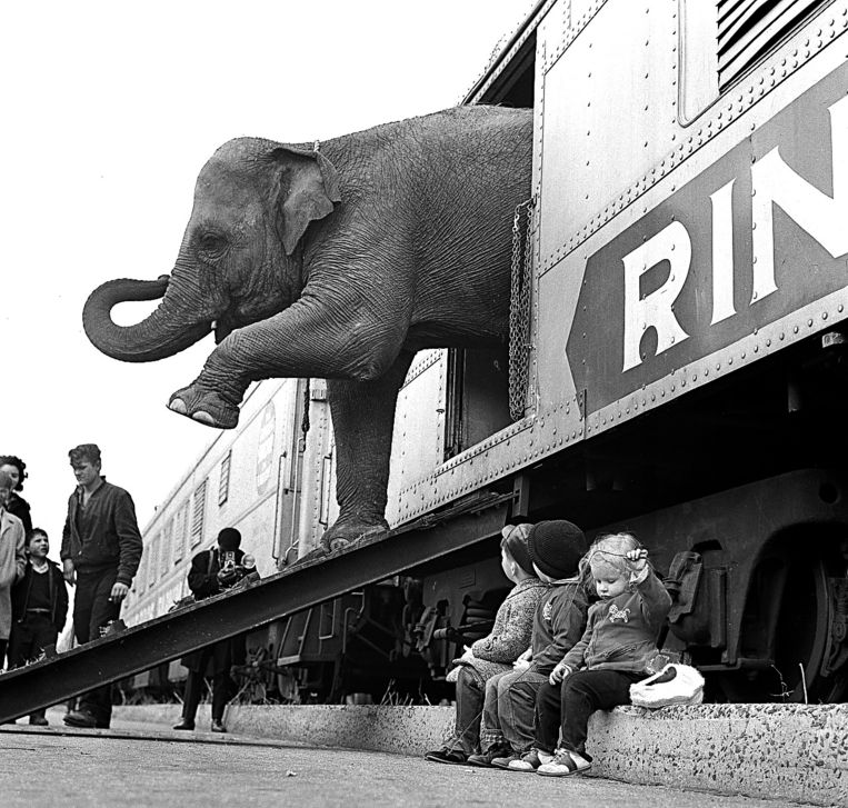  Een van de olifanten uit het beroemde Ringling Brothers Circus stapt in de de Bronx in New York uit een treinwagon in 1963. 
 Beeld AP