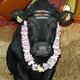 Heilige stier Shambo geslacht