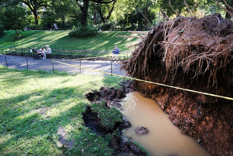 In Central Park raakte een boom ontworteld. Beeld Getty Images