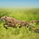Cheeta's uitgebroken in safaripark + nog 5 ontsnappingen