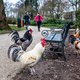 Van wie zijn de hanen en kippen in het Utrechtse Julianapark?