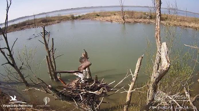 De visarend landt op het nest in de Biesbosch.
