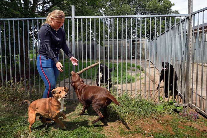 Op het terrein van Dierenopvangcentrum Arduin in Roosendaal is het rustiger dan tijdens andere zomers. Van de zestig plekken voor honden, zijn er momenteel ongeveer dertig bezet.