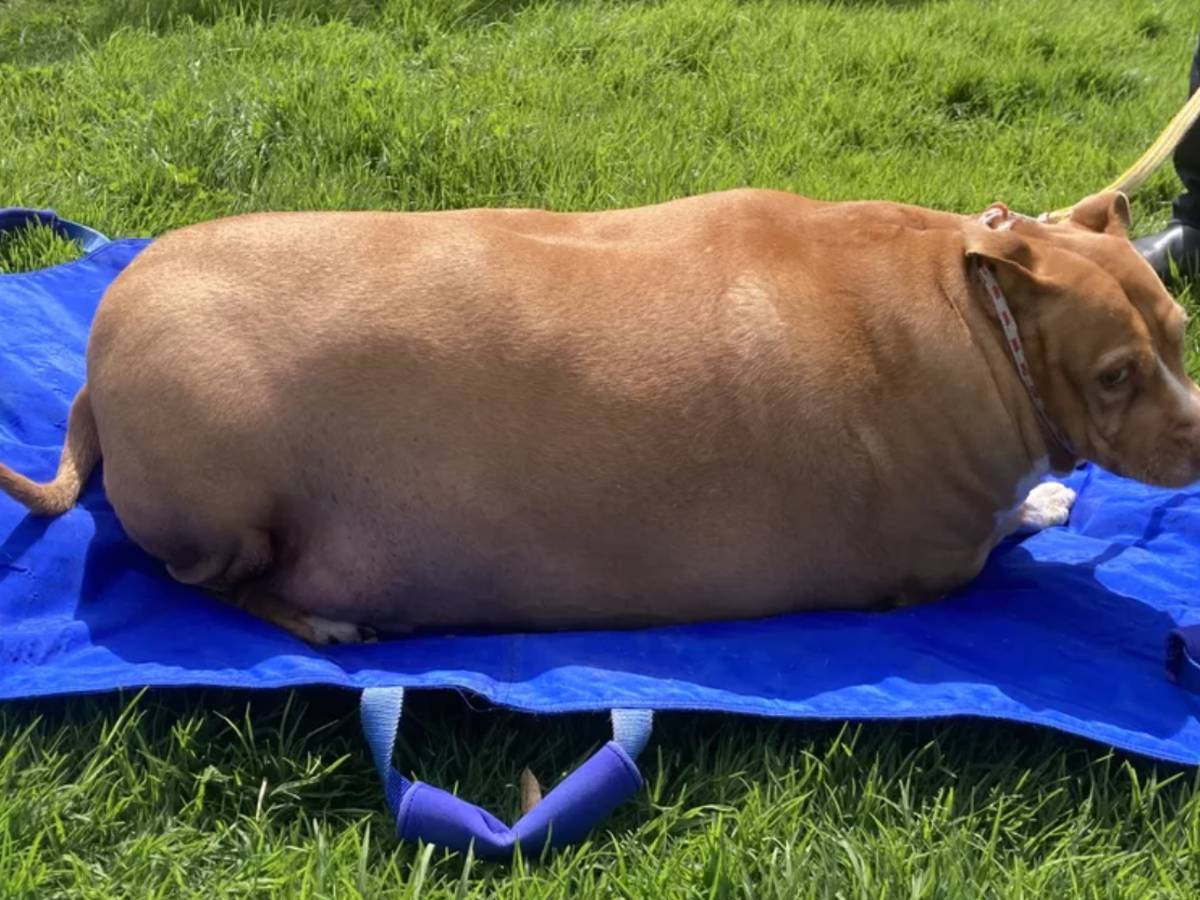 Vrouw gearresteerd voor doodmesten hond: “Een van de meest obese dieren die  we ooit zijn tegengekomen” | Buitenland | hln.be