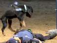 VIDEO. Agent valt 'dood' neer, dappere politiehond begint hem meteen te reanimeren<br>