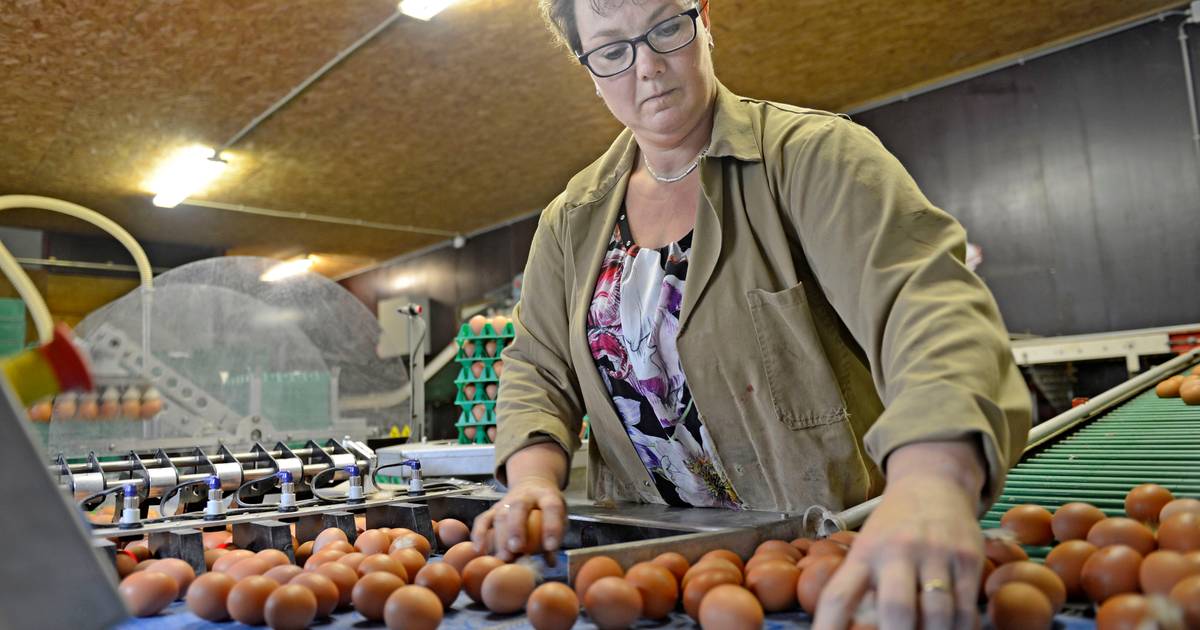Opgehokte kippen zijn niet zielig. Rian uit Hertme maakt een speeltuin voor ze