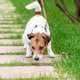 Dit is de reden dat honden poep eten