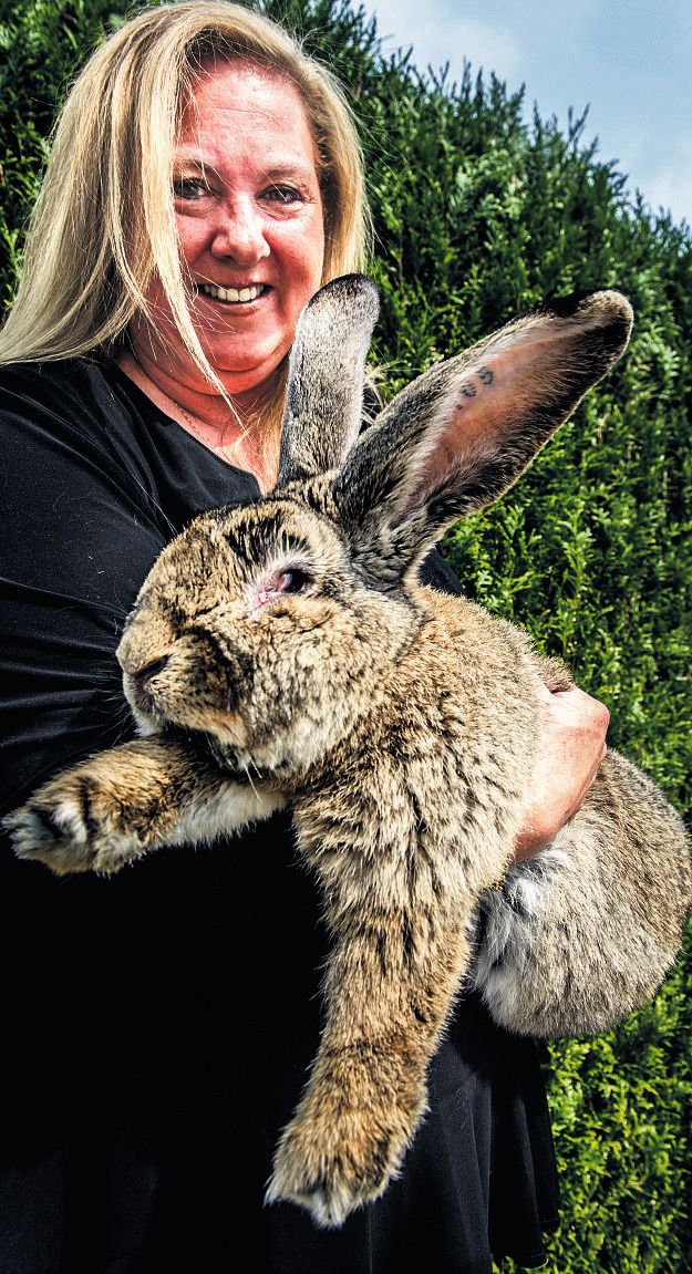 Ontwikkelen Versterker Guinness Dit is Rambo: een konijn van 13,7 kilo en bijna 1 meter | Nieuws | AD.nl