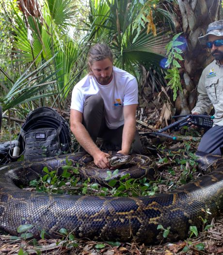 Bijna 100 kilo en 5 meter lang: dit is de grootste tijgerpython ooit gevangen in Florida