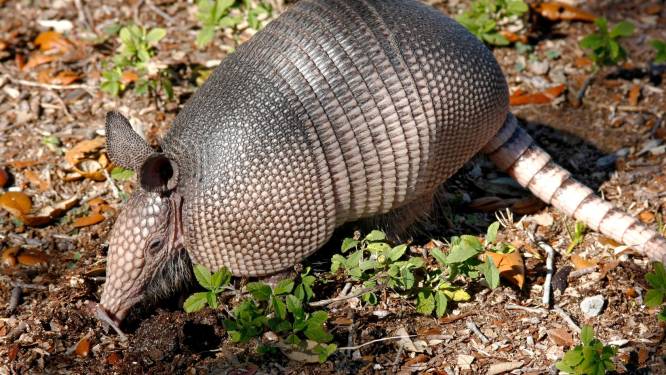 Texaanse man schiet op gordeldier, maar kogel kaatst terug op pantser
