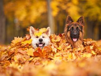 Rustige, droge zaterdag met temperaturen tot 14 graden