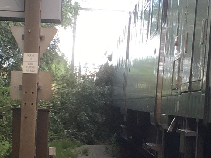 De trein reed in Burst in op een boom die op de spoorlijn L89 Zottegem-Denderleeuw belandde