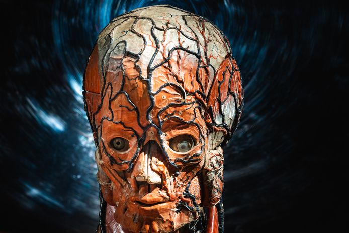 Model van een man in papier-mâché - Louis Azoux.