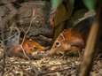 Primeur: tweeling slurfhondjes geboren in Antwerpse zoo