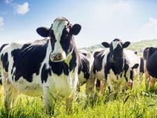 Faut-il manger moins de viande pour sauver la planète?