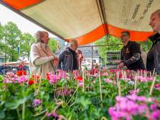 Gebrek aan animo (en vooral geraniums) nekt Geraniummarkt Wouw