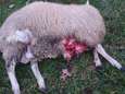 Wat doen we in Gelderland met de teruggekeerde wolf?