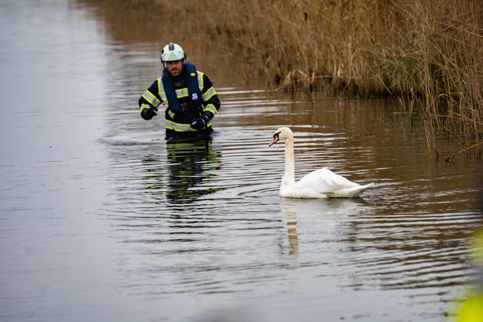 Een zwaan in Heeten liet zich niet zomaar vangen. Tot hilariteit van de omstanders was het dier de hulpverleners steeds te slim af.