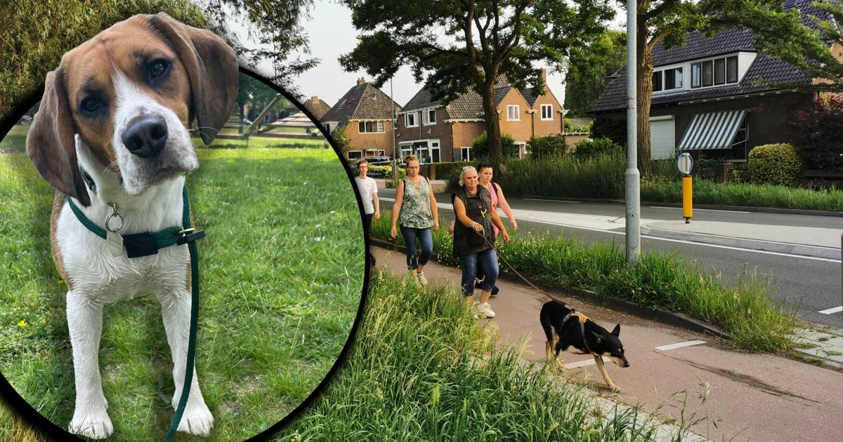 Zoekactie naar Beagle Henk in Wageningen: viervoeter in paniek weggerend na aanrijding.