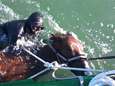 Ondertussen in Koksijde: paard zwemt voorbij vissersboot... 1 kilometer van de kust
