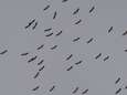 Vogelwacht Uden telt recordaantal ooievaars: 763 op één dag