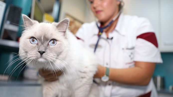 Symptomen van de kattenziekte zijn niet altijd duidelijk merkbaar.